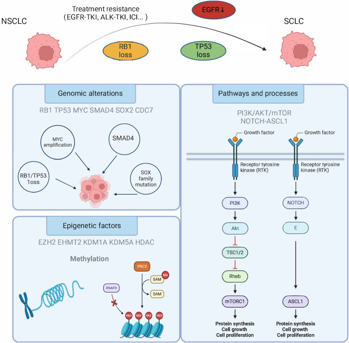 Molecular mechanisms and clinical insights in transformed small cell lung cancer: a narrative review.