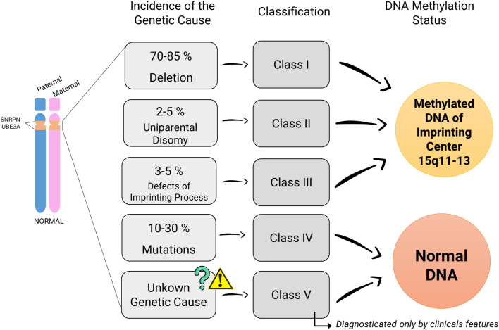 Molecular aspects of Angelman Syndrome: Defining the new path forward.