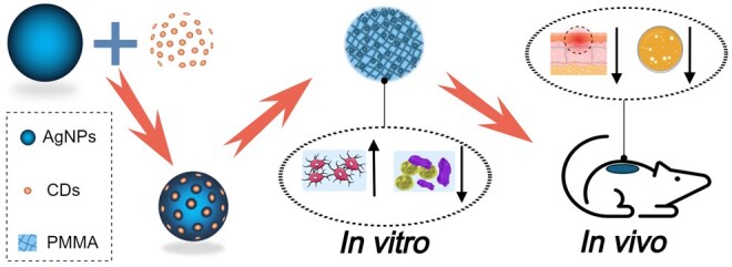 PMMA bone cement with AgNP@CDs nanocomposite for infection control and inflammation mitigation.
