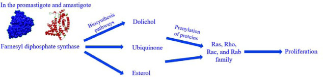 Molecular docking and simulation analysis of selected herbal compounds against GP63, FPPS, and NMT, three important <i>Leishmania major</i> proteins.