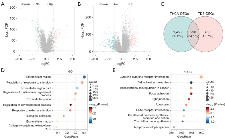 Thyroid differentiation score-related genes and prognostic model for thyroid cancer.