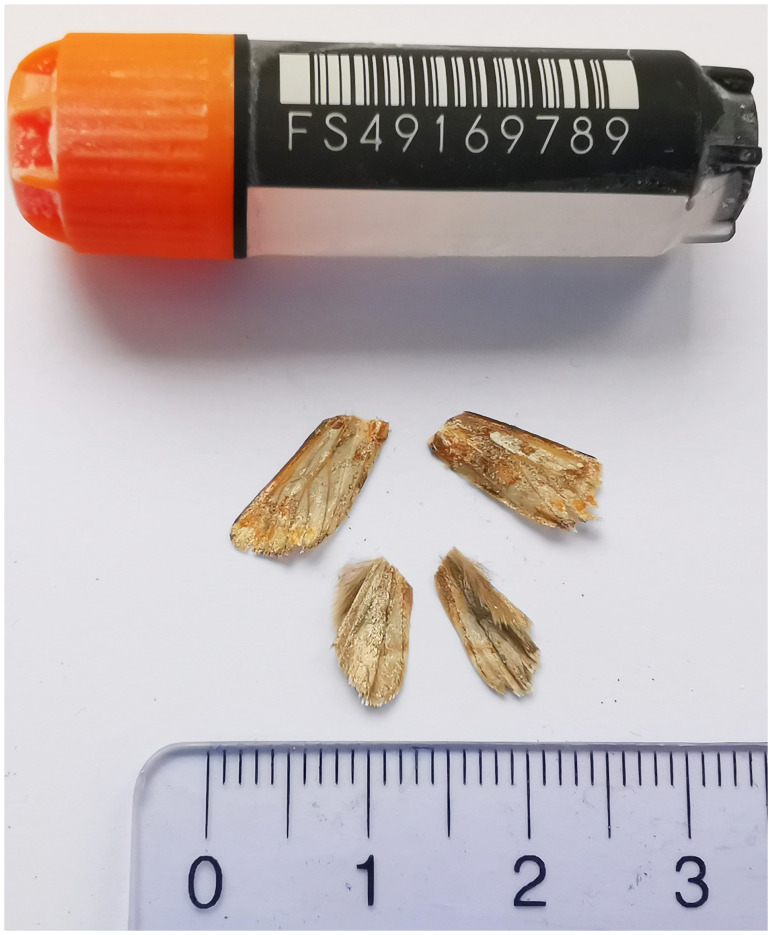 The genome sequence of the Pine Beauty, <i>Panolis flammea</i> (Denis & Schiffermüller), 1775 (Lepidoptera: Noctuidae).