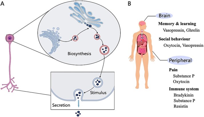 Toward high-efficiency, low-resource, and explainable neuropeptide prediction with MSKDNP.