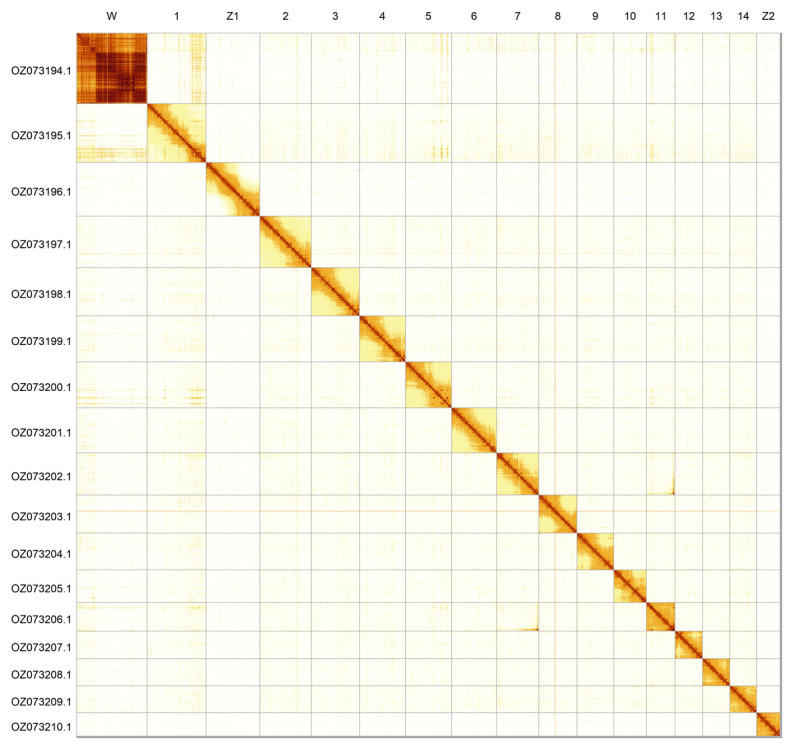 The genome sequence of the de Prunner's Ringlet, <i>Erebia triaria</i> von Prunner, 1798 (Lepidoptera: Nymphalidae).
