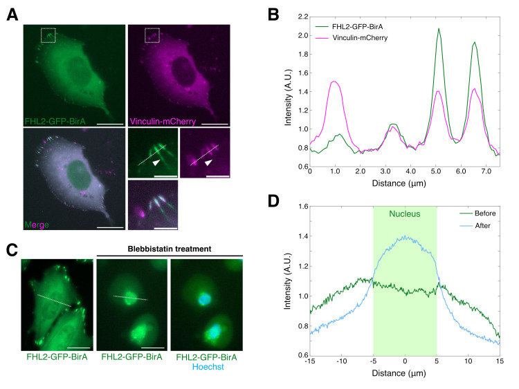 FHL2 fused with biotin ligase shuttles between focal adhesions and the nucleus in a myosin II-dependent manner.