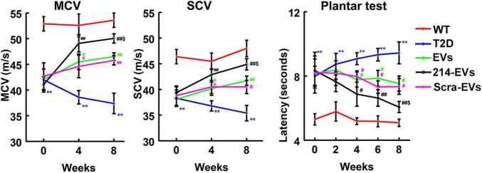 Engineered miR-214 enriched Schwann cell-derived extracellular vesicles amplify therapeutic efficacy for peripheral neuropathy in T2D mice.