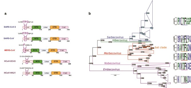 Convergent evolution of the G3BP1-binding motif in betacoronavirus nucleocapsid proteins.