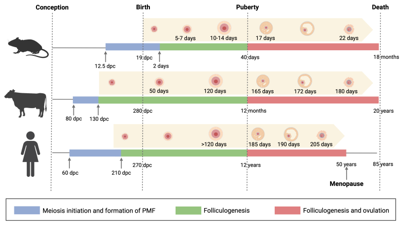Advances in ovarian follicle culture systems: exploring the interplay between cells, matrix, and ovarian architecture.