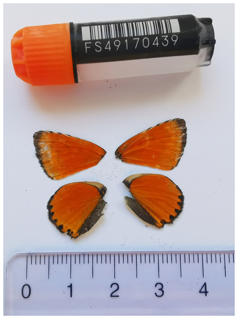 The genome sequence of the Scarce Copper, <i>Lycaena virgaureae</i> (Linnaeus, 1758) (Lepidoptera: Lycaenidae).