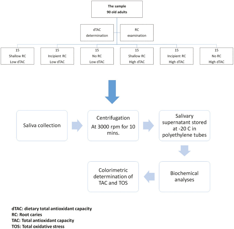 Dietary and Salivary Oxidative Status Related to Root Caries Severity: A Case-Control Study.