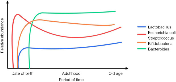 Formation of gut microbiota and application of microecological regulators in children.