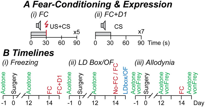 Fear-learning is altered in a mouse neuropathic pain model.