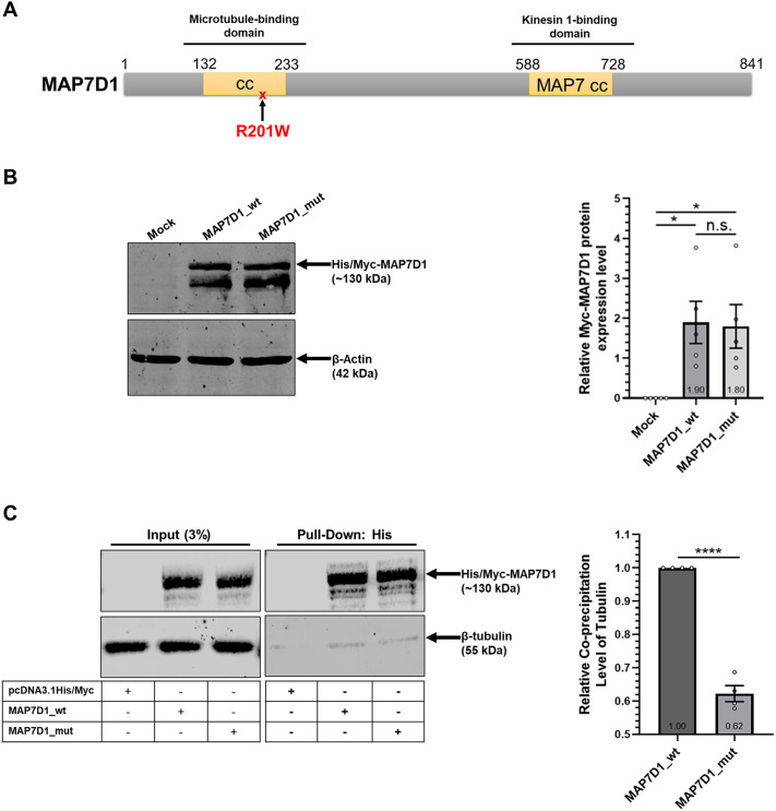 A novel MAP7D1 mutation causes mitotic defects and RPS14 accumulation in Shwachman-Diamond syndrome patient cells.
