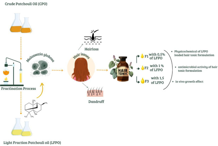 Hybrid function of light fraction patchouli oil in hair care formulations for effective hair and anti-dandruff treatment.