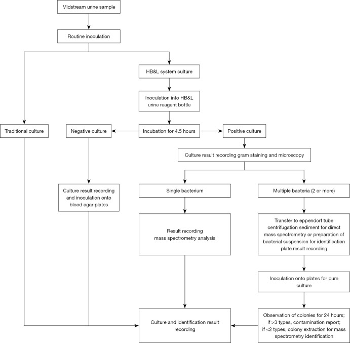 Application and evaluation of HB&L system in the rapid diagnosis of urinary tract infection.