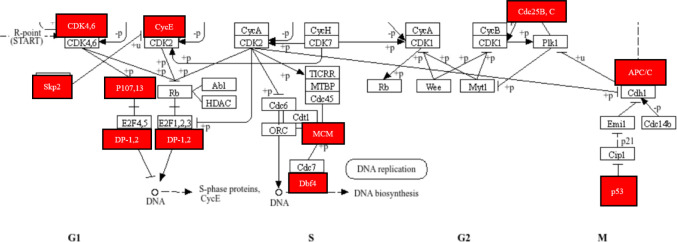 Beetroot (<i>Beta vulgaris</i>) potential in preventing colorectal cancer using in-silico analysis.