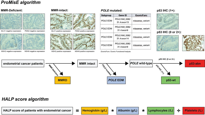 Development and validation of a prediction model for recurrence based on ProMisE molecular classifier and immune-inflammatory- nutritional score in endometrial carcinoma: a retrospective multiple-center study.