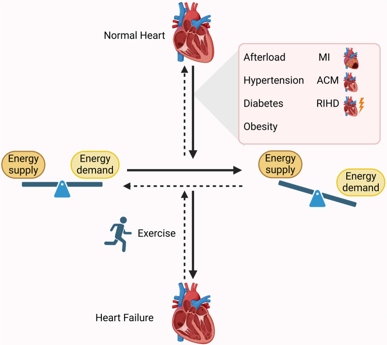 The regulatory role of exercise in heart failure and myocardial energy metabolism: A review.