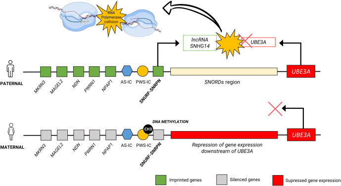 Molecular aspects of Angelman Syndrome: Defining the new path forward.