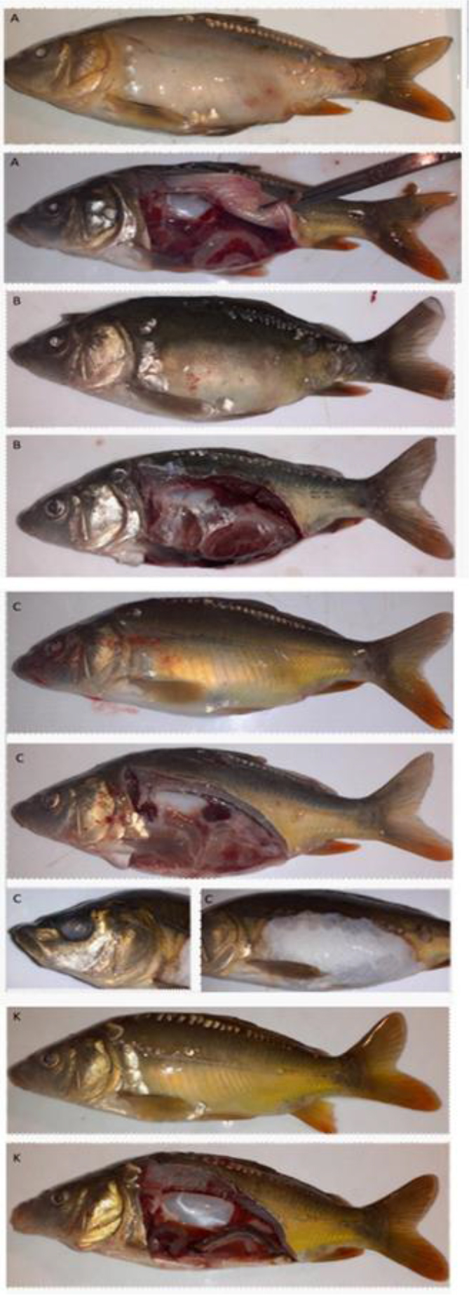 Is <i>Shewanella oncorhynchi</i> a fish health threat? Possible genetic background of pathogenicity and common carp challenge.
