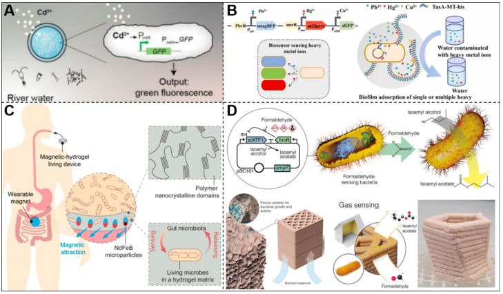 Synthetic Gene Circuits Enable Sensing in Engineered Living Materials.