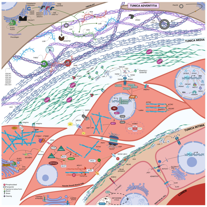 The Expanding Genetic Architecture of Arteriopathies: From Canonical TAAD Genes to Emerging Connective Tissue and Signaling Pathways.