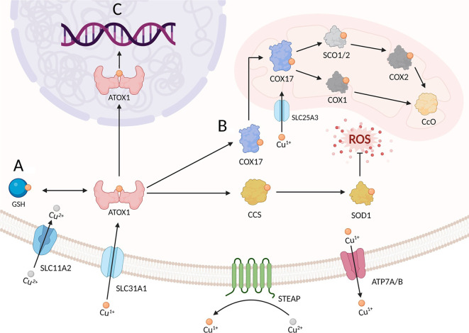 Tumor glucose reprogramming suppresses cuproptosis: A review.