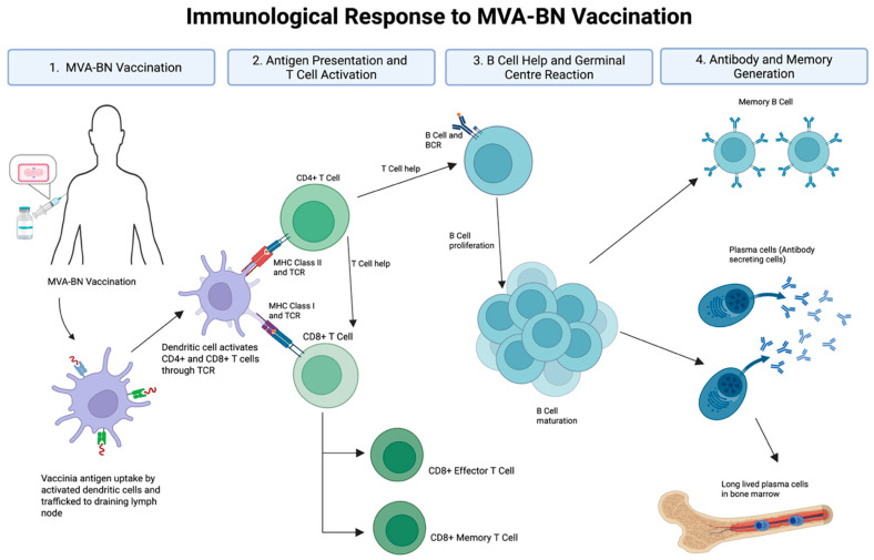 Immune Response to MVA-BN Vaccination for Mpox: Current Evidence and Future Directions.