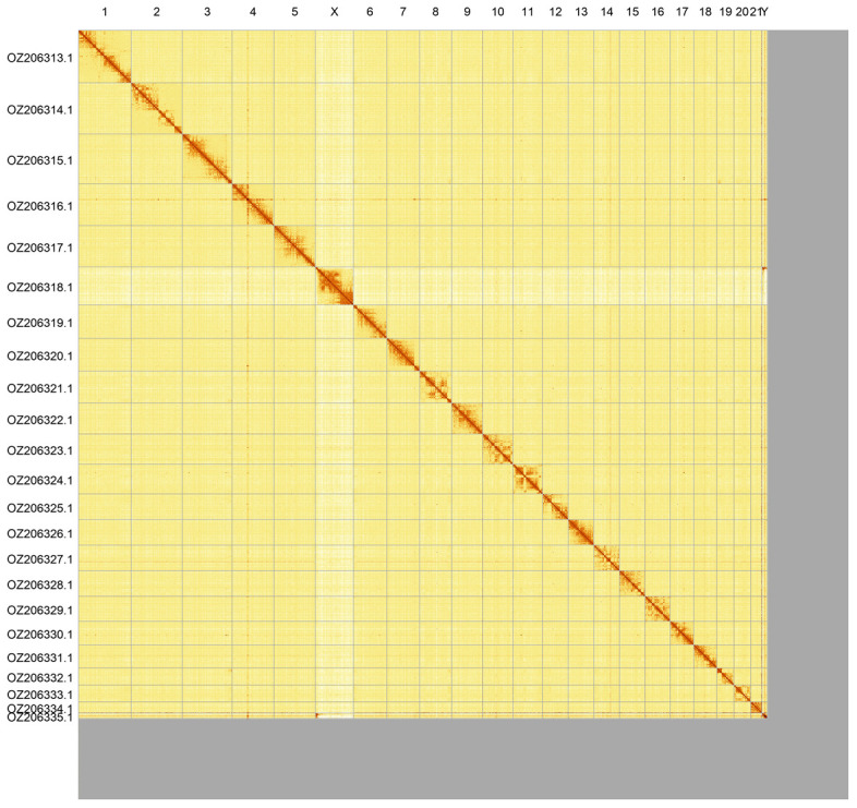 The genome sequence of Risso's dolphin, <i>Grampus griseus</i> (G.Cuvier, 1812) (Artiodactyla: Delphinidae).