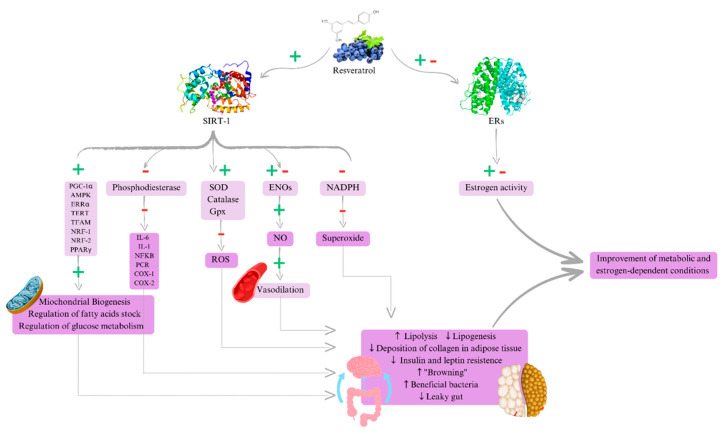 New Perspectives on the Use of Resveratrol in the Treatment of Metabolic and Estrogen-Dependent Conditions Through Hormonal Modulation and Anti-Inflammatory Effects.