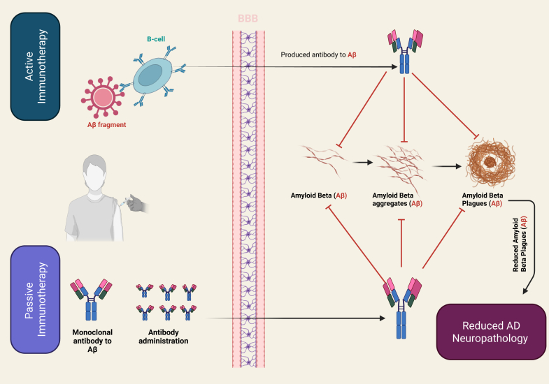 Alzheimer disease: Amyloid peptide controversies and challenges of anti-Aβ immunotherapy.