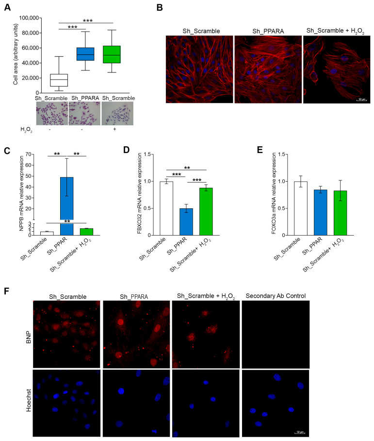 Peroxisome Proliferator-Activated Receptor Family of Lipid-Activated Nuclear Receptors Alpha Silencing Promotes Oxidative Stress and Hypertrophic Phenotype in Rat Cardiac Cells.