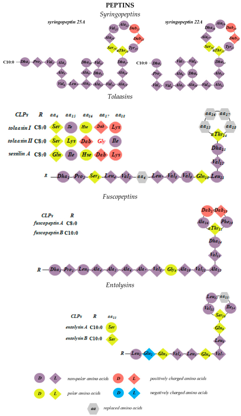 State of the Art of Cyclic Lipopeptide-Membrane Interactions: Pore Formation and Bilayer Permeability.