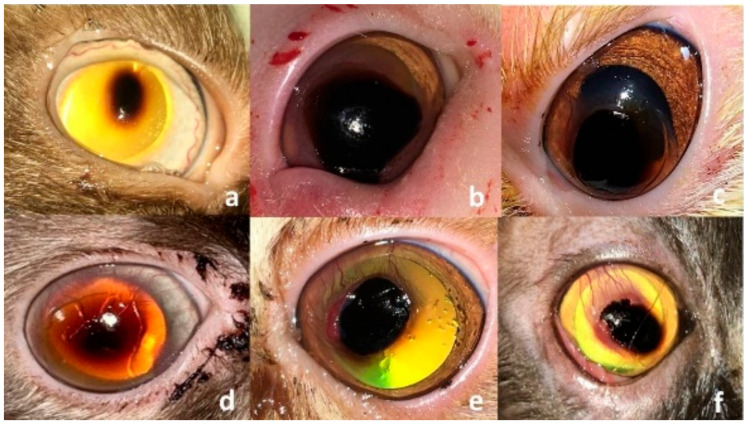 Self-Adhesive, Human Bandage Contact Lens Versus Conjunctival Transposition Flap for Surgical Repair of Feline Corneal Sequestrum.