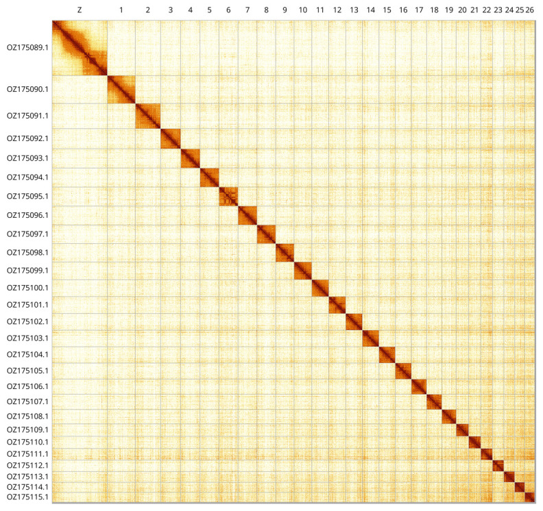 The genome sequence of the Common Marble, <i>Celypha lacunana</i> (Denis & Schiffermüller, 1775) (Lepidoptera: Tortricidae).