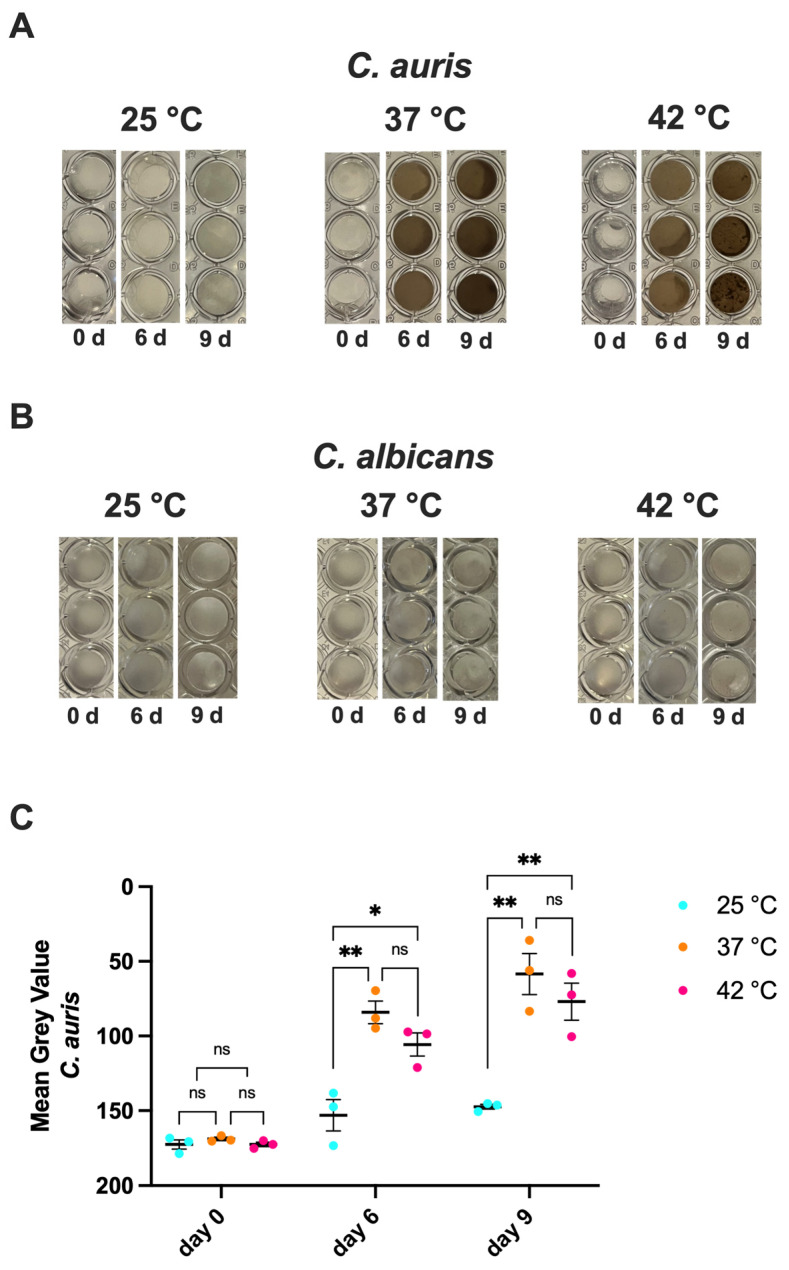 Biological Features, Antimicrobial Susceptibility and Phenotypic Characterization of <i>Candidozyma auris</i> CDC B11903 Grown at Different Temperatures.