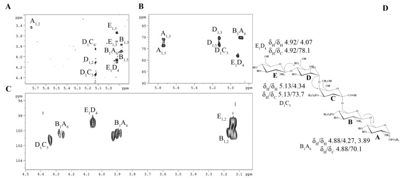 Structural and Immunological Insights into the Lipooligosaccharide of the Marine Bacterium <i>Kangiella japonica</i> KMM 3897.