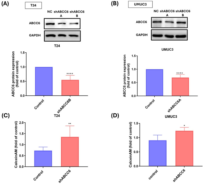 ABCC6 Transporter Contributed to Cisplatin Resistance on Bladder Cancer.