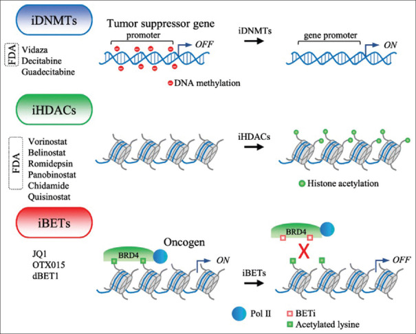 The role of epigenetics in cancer: From pathways to the clinic.