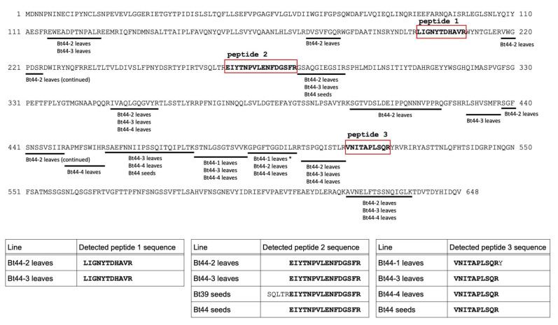 Translocation of Insecticidal Bt Protein in Transgrafted Plants.