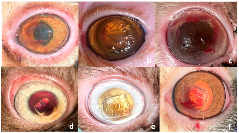 Self-Adhesive, Human Bandage Contact Lens Versus Conjunctival Transposition Flap for Surgical Repair of Feline Corneal Sequestrum.