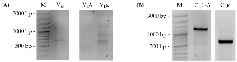 Cost-Effective Method for Full-Length Sequencing of Monoclonal Antibodies from Hybridoma Cells.
