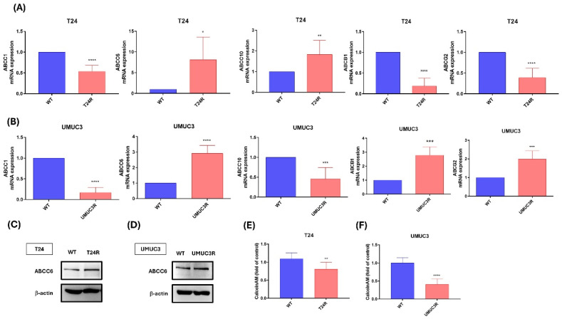 ABCC6 Transporter Contributed to Cisplatin Resistance on Bladder Cancer.