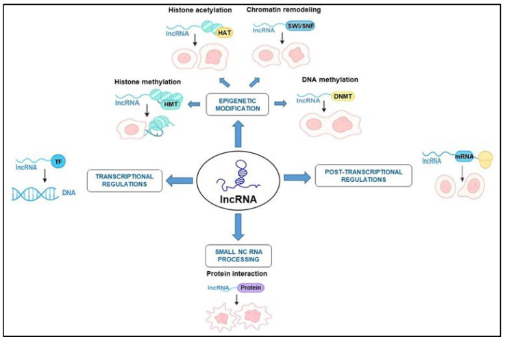 Long Non-Coding RNAs: Significant Drivers of Carcinogenesis Mechanisms in Head and Neck Squamous Cell Carcinoma.