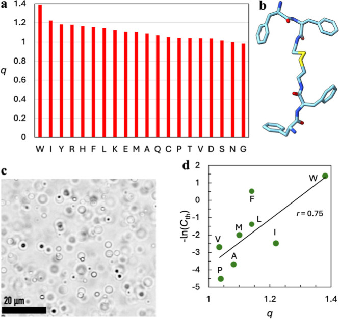 Correlated Segments of Intrinsically Disordered Proteins as Drivers of Homotypic Phase Separation.