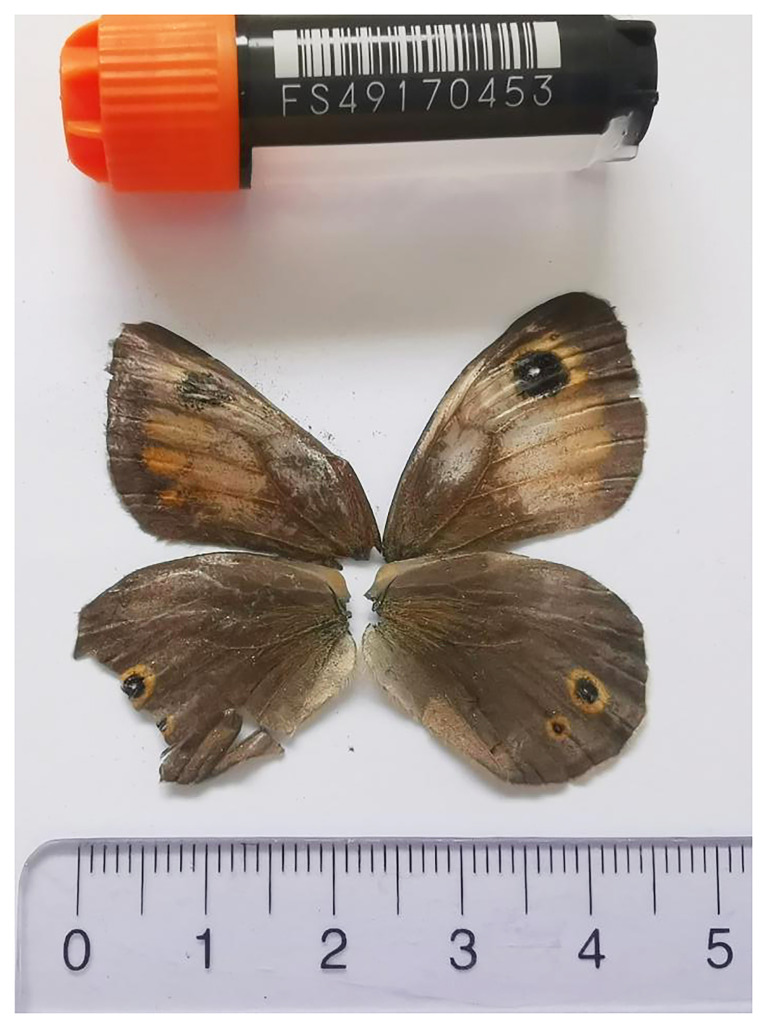 The genome sequence of the Large Wall Brown, <i>Lasiommata maera</i> (Linnaeus, 1758) (Lepidoptera: Nymphalidae).