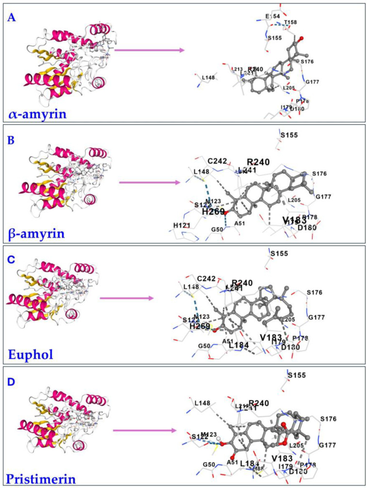 Correlation Between In Silico Docking/Simulation Results and In Vitro MAGL Inhibition Potency of Selected Triterpenes.