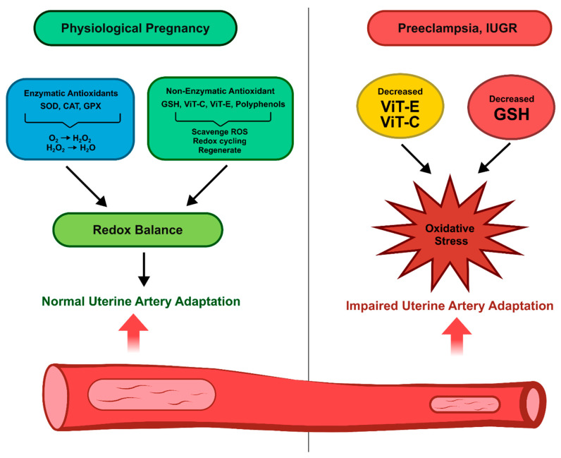 Oxidative Stress and Inflammation in Uterine-Vascular Adaptation During Pregnancy.
