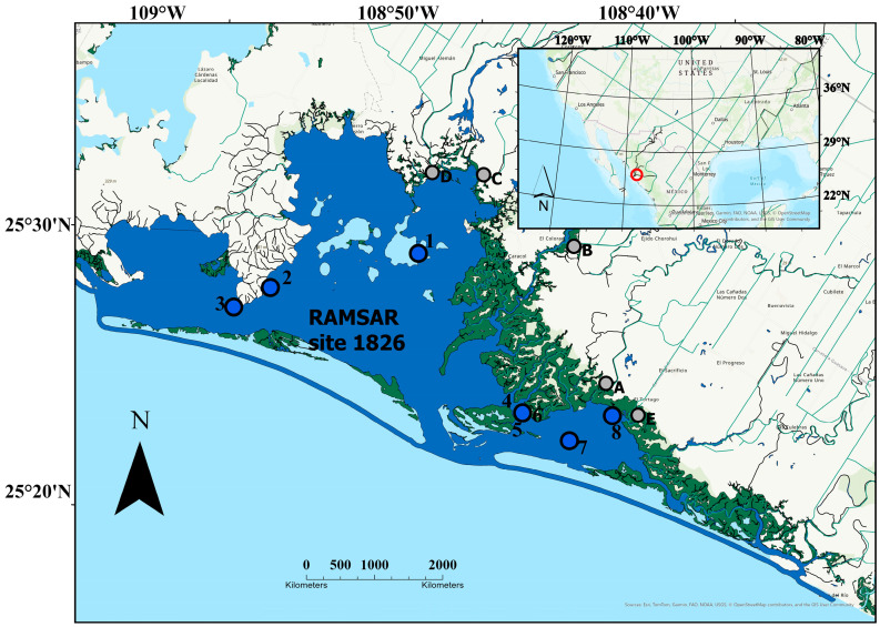 Human Health Consumption Risk Assessment of Trace Metal Content in the Triggerfish <i>Balistes</i> spp. from the RAMSAR Site 1826 San Ignacio-Navachiste-Macapule Lagoon Complex.