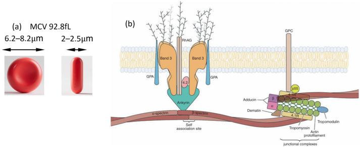 Pathophysiological Associations and Measurement Techniques of Red Blood Cell Deformability.
